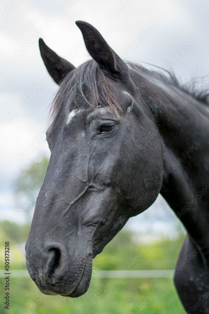 Fototapeta premium head of a horse