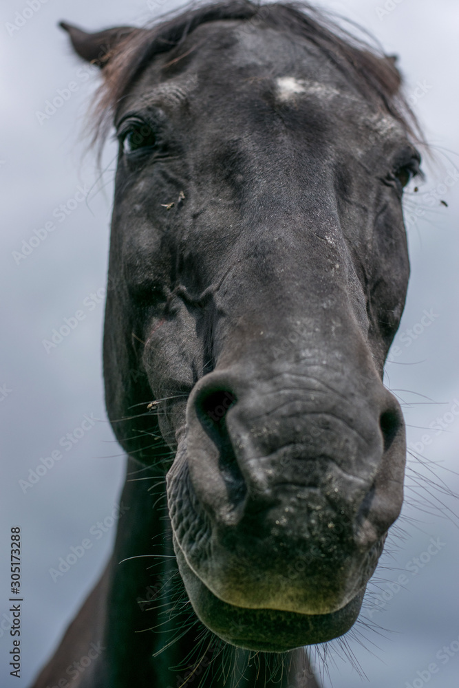 Naklejka premium head of a horse