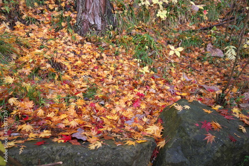 Gunma,Japan-November 23,2019: Beautiuful autumn leaves fell on the rock and the earth in the rain in Japan