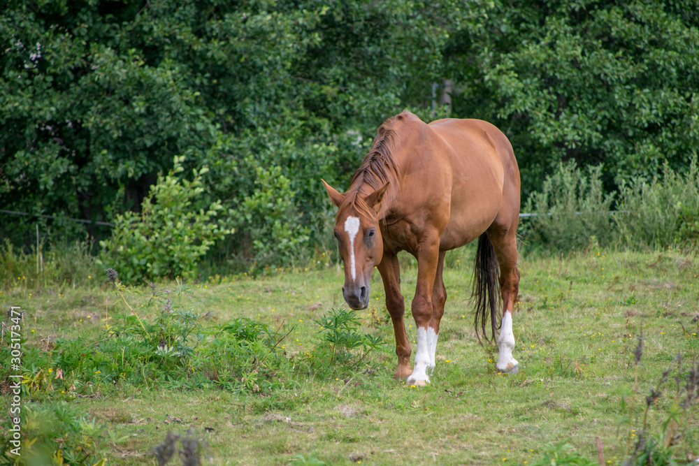 Fototapeta premium horse and foal