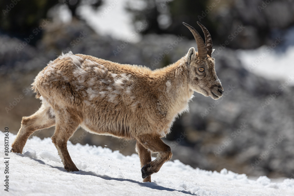 Ibexes running in the snow, Grand Veymont, Vercors, France