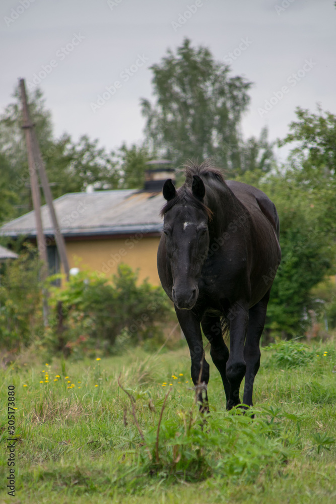 horse in the field