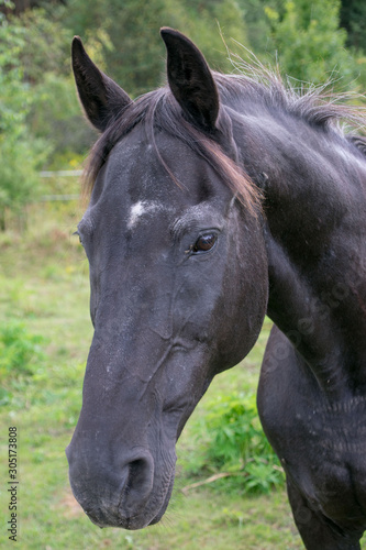 portrait of horse © Edgars