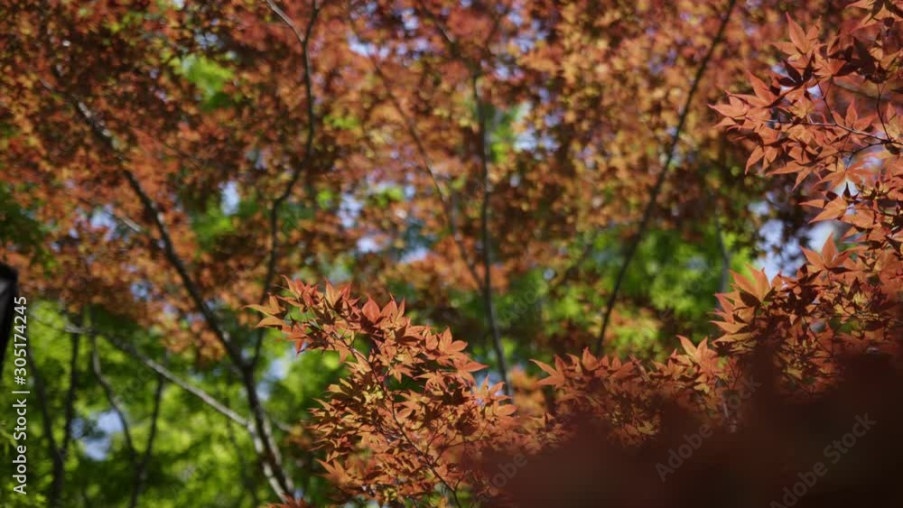 Japanese Maple Trees Provide A Dramatic Backdrop To Any Destinations And Seasons In Kyoto Japan- Close Up Shot Japanese Maple Trees Provide A Dramatic Backdrop To Any Destinations And Seasons In Kyoto Japan- Close Up Shot