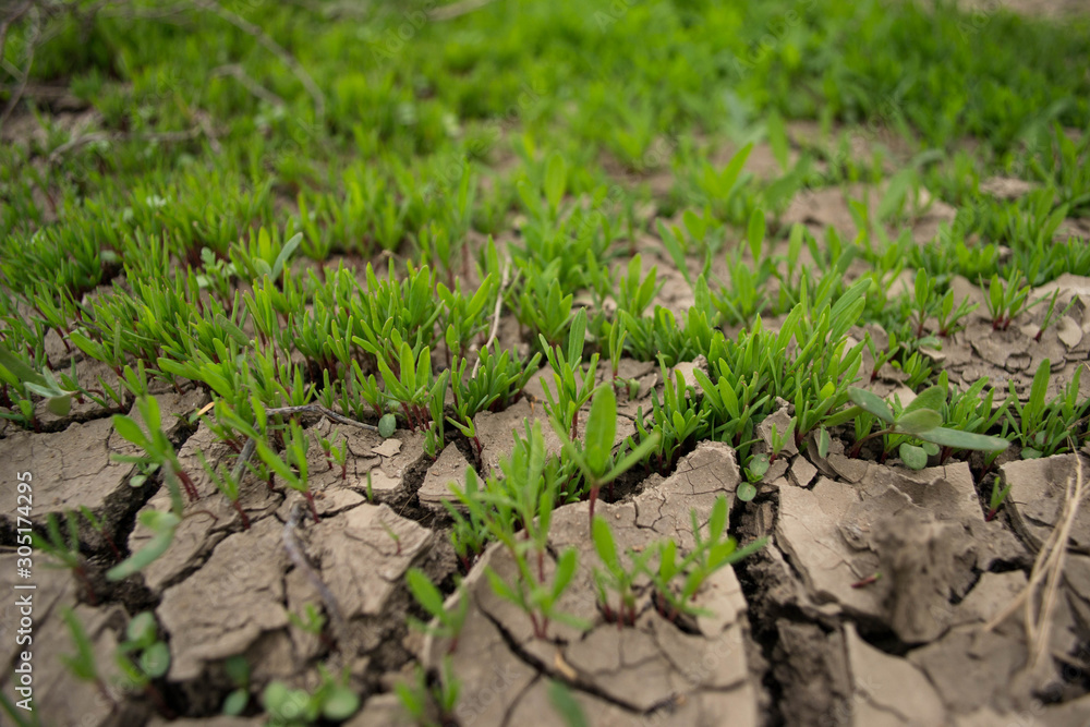 young plants in a field young plants in a field