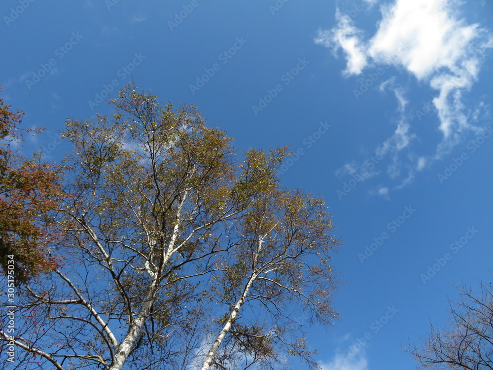 Birch trees blue sky in Mitake Mt., Tokyo Birch trees blue sky in Mitake Mt., Tokyo
