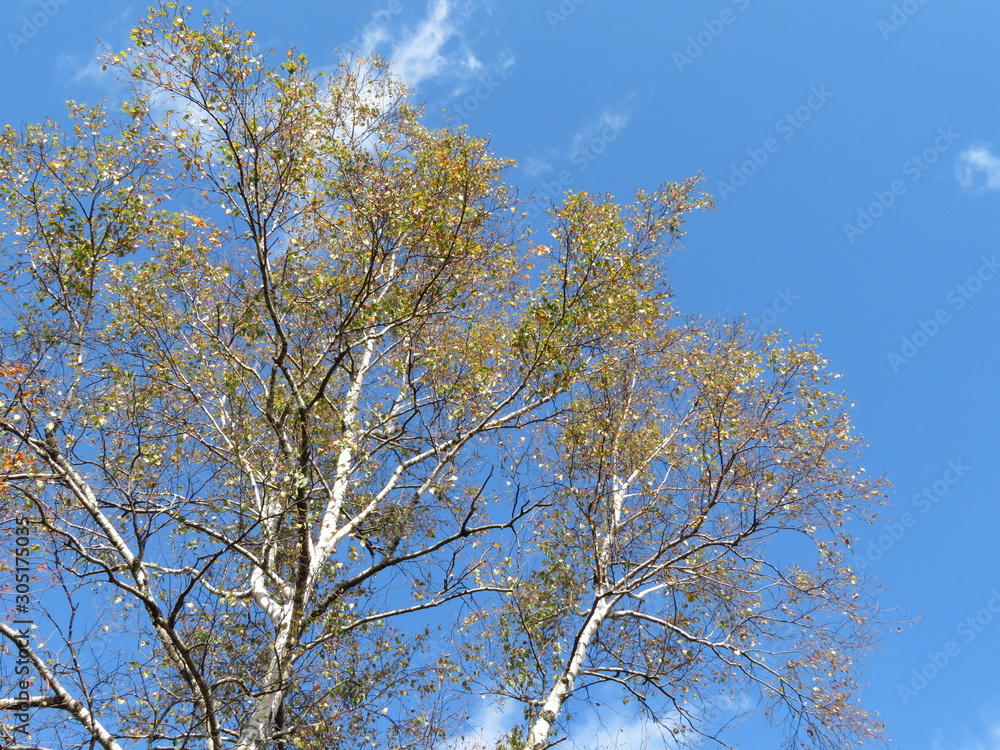 Birch trees blue sky in Mitake Mt., Tokyo Birch trees blue sky in Mitake Mt., Tokyo