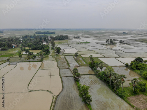 Bird view paddy field landscape
