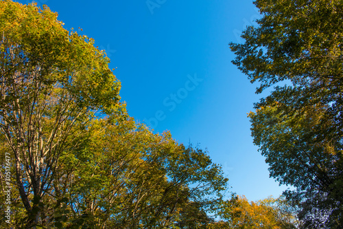 Green oak leaves and yellow leaves maple against blue sky