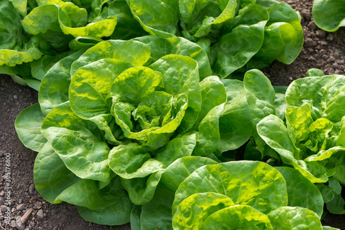 Close up of fresh organic lettuce growing in a greenhouse - selective focus