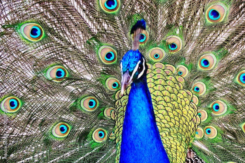 Obraz premium peacock with feathers