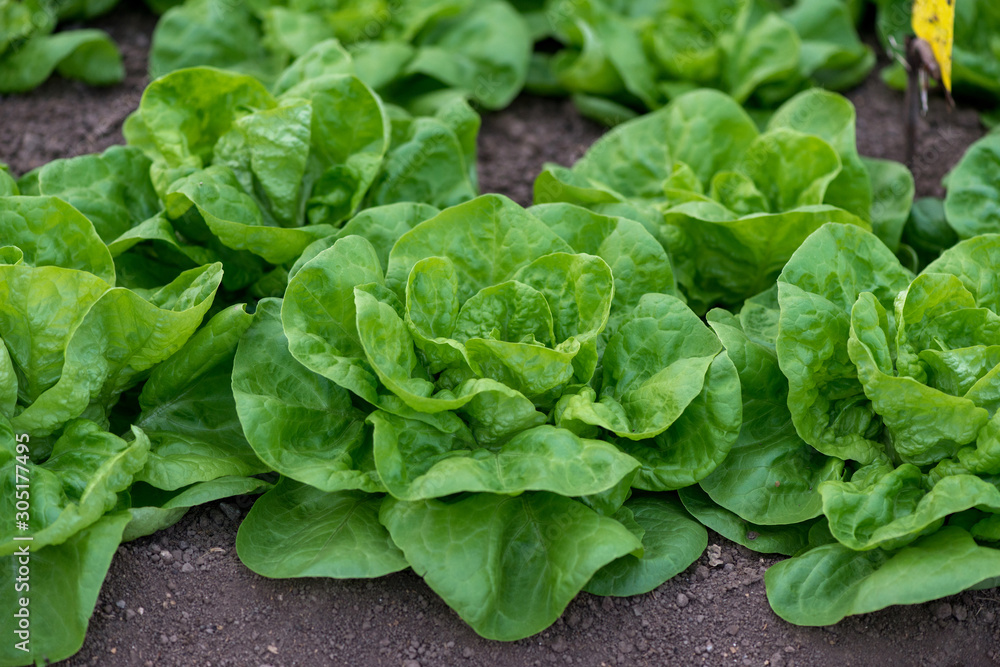 Close up of fresh organic lettuce growing in a greenhouse - selective focus Close up of fresh organic lettuce growing in a greenhouse - selective focus