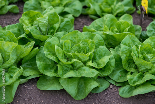 Close up of fresh organic lettuce growing in a greenhouse - selective focus