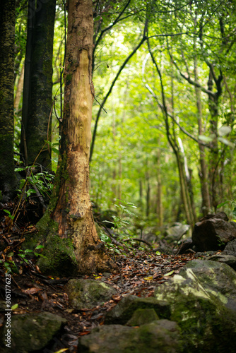 trees in the forest