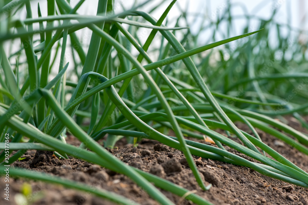 Close-up of organic onion plants growng in a greenhouse - selective focus Close-up of organic onion plants growng in a greenhouse - selective focus