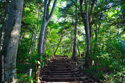 森の中の階段 © 駿 飯尾