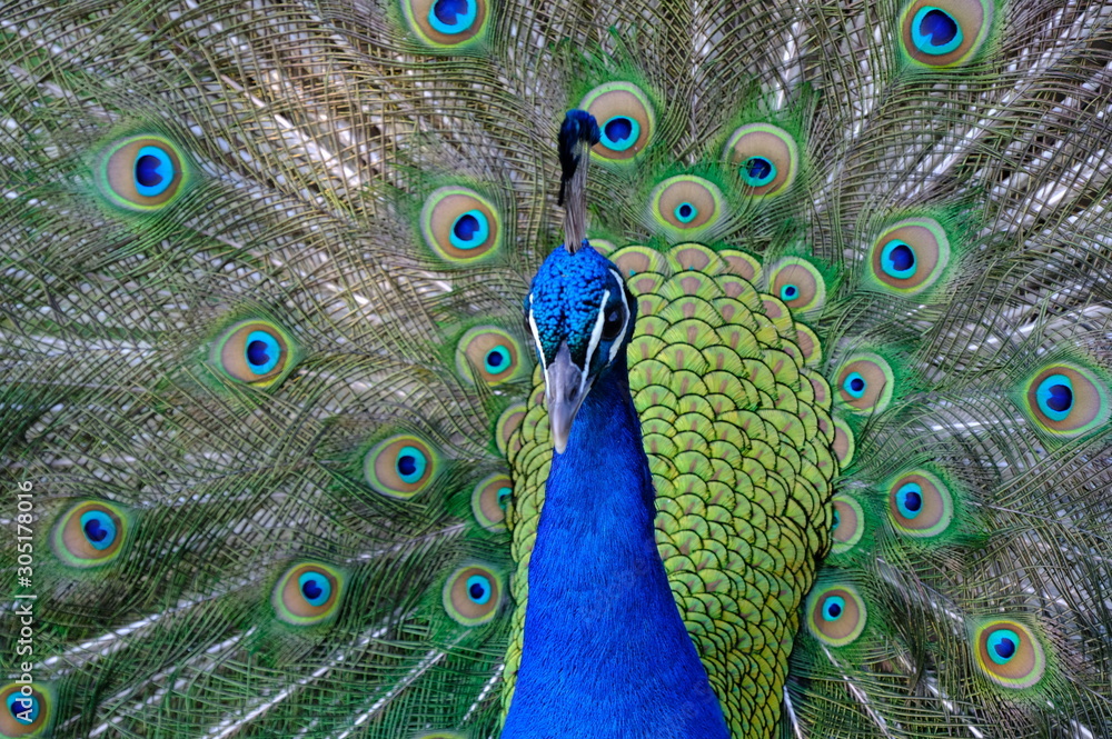 Obraz premium peacock with feathers