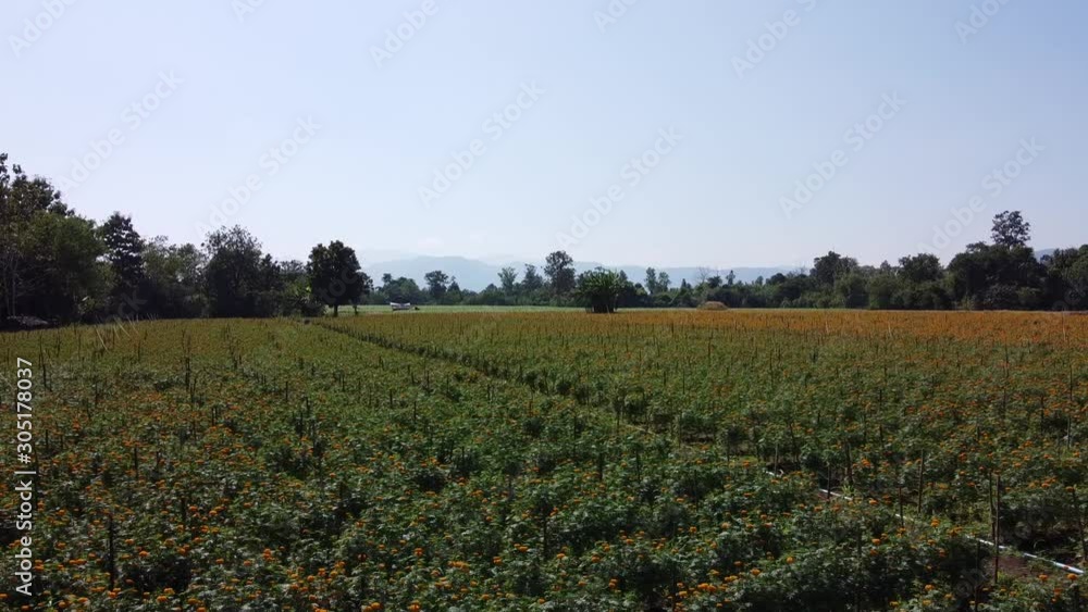 High angle view of marigold farm High angle view of marigold farm