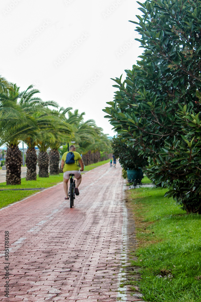 Fototapeta premium close-up of palm tree in a row