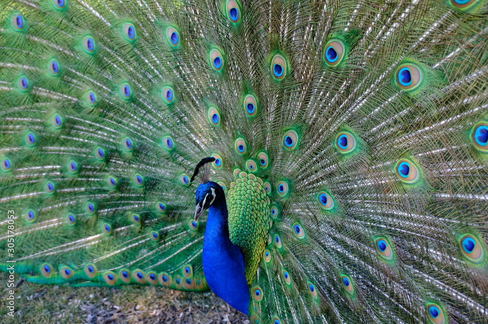 Obraz premium peacock with feathers