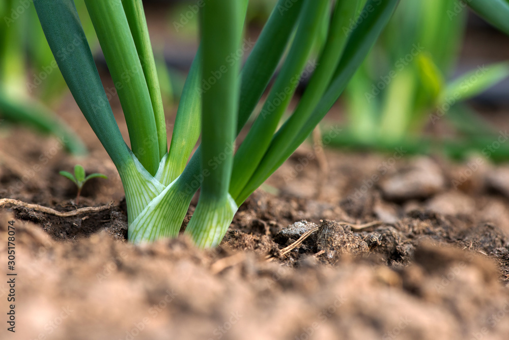 Close-up of organic onion plants growng in a greenhouse - selective focus Close-up of organic onion plants growng in a greenhouse - selective focus