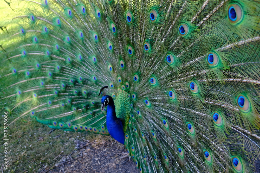 Obraz premium peacock with feathers