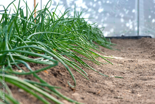 Close-up of organic onion plants growng in a greenhouse - selective focus photo