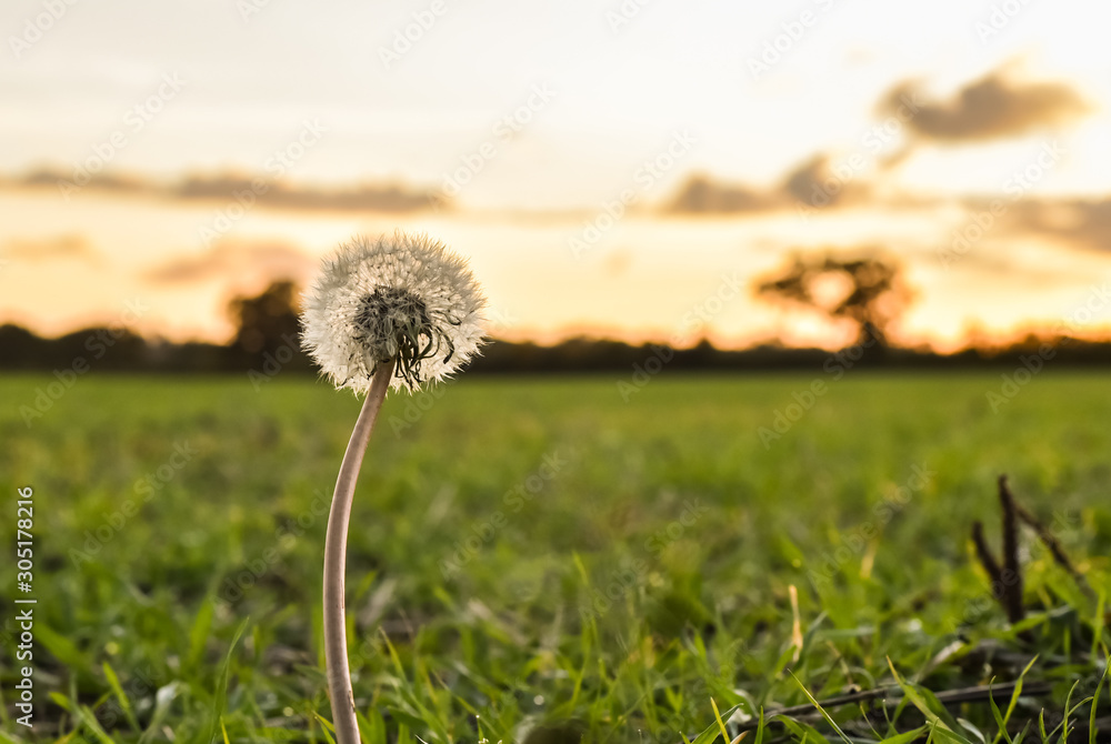 dandelion in a field at sunset close up