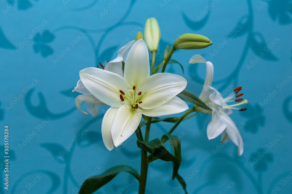 Close up of white calla lilies on a blue background.