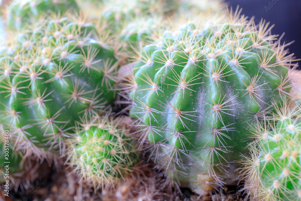 Macro shot of cactus Macro shot of cactus