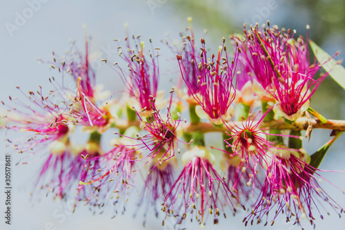 Fototapeta Naklejka Na Ścianę i Meble -  native Australian bottle brush callistemon tree in bloom with purple flowers