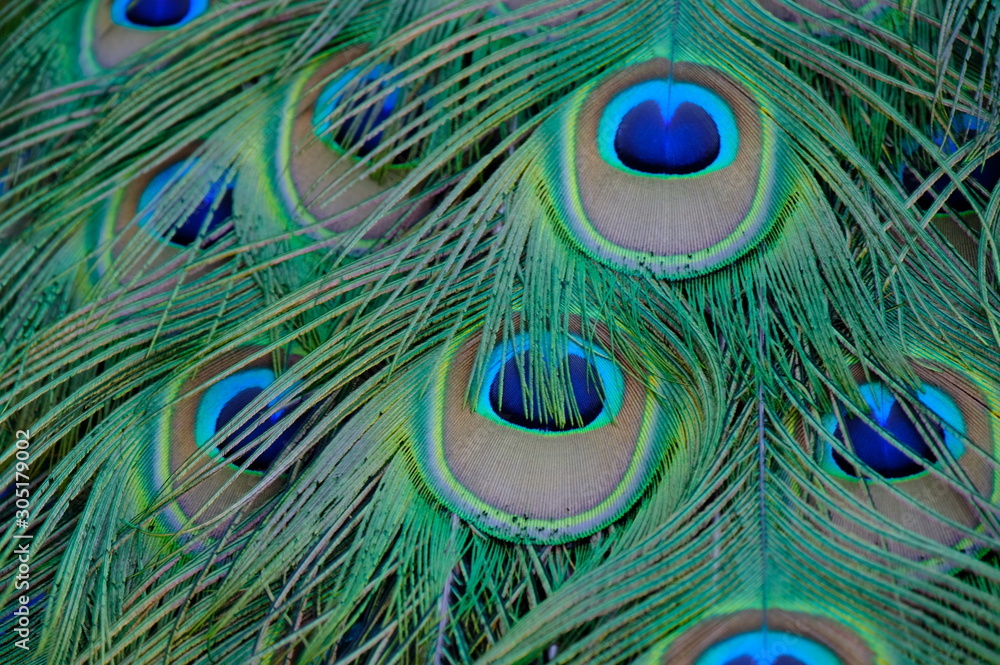 Fototapeta premium peacock with feathers