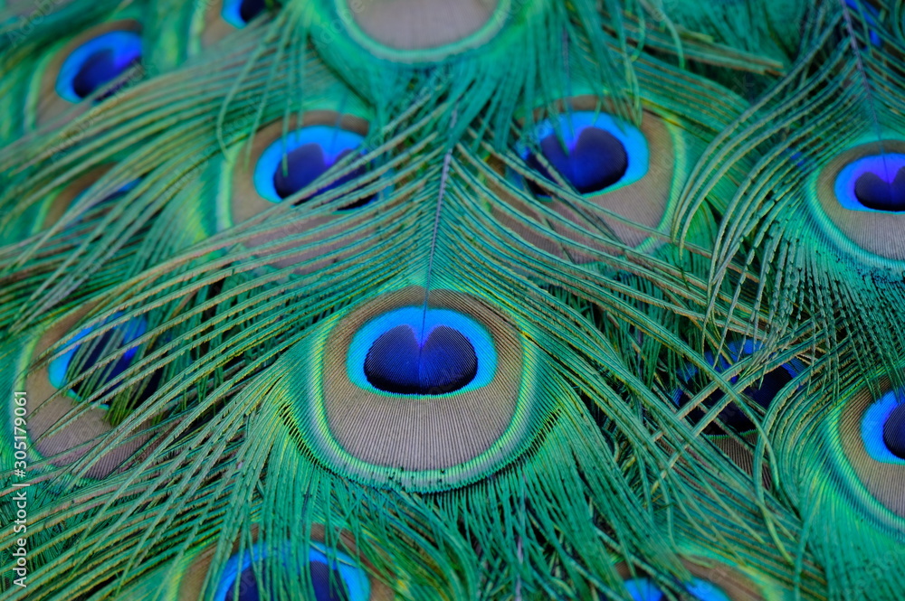 Fototapeta premium peacock with feathers