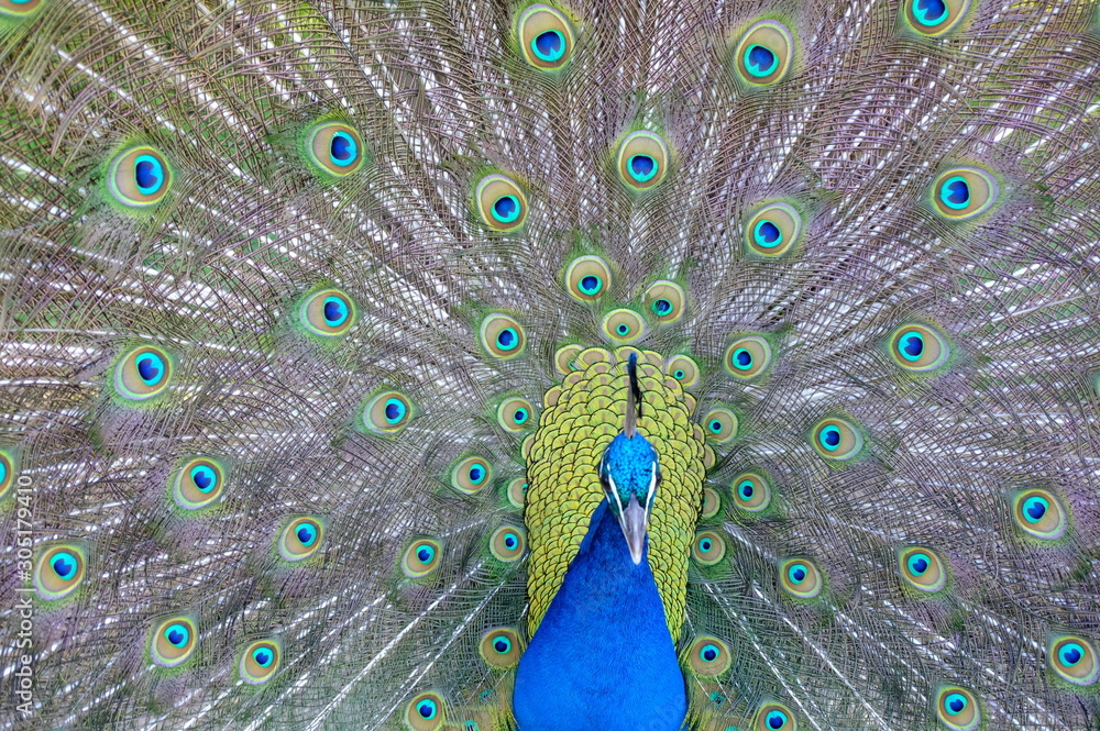 Obraz premium peacock with feathers