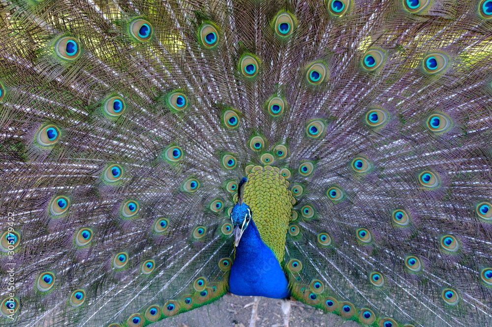 Fototapeta premium peacock with feathers
