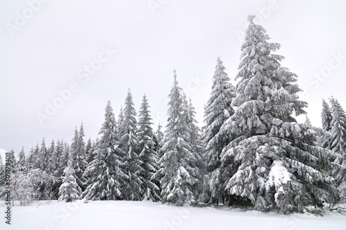 Snow-covered trees against the sky © YouraPechkin