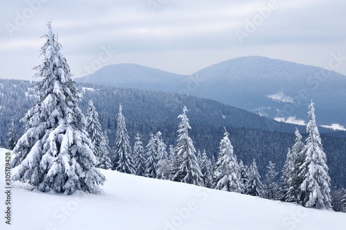 Snow-covered trees against the sky © YouraPechkin