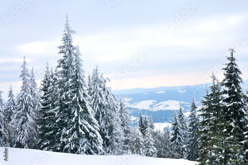 Bottom view massive chic snowy fir trees © YouraPechkin