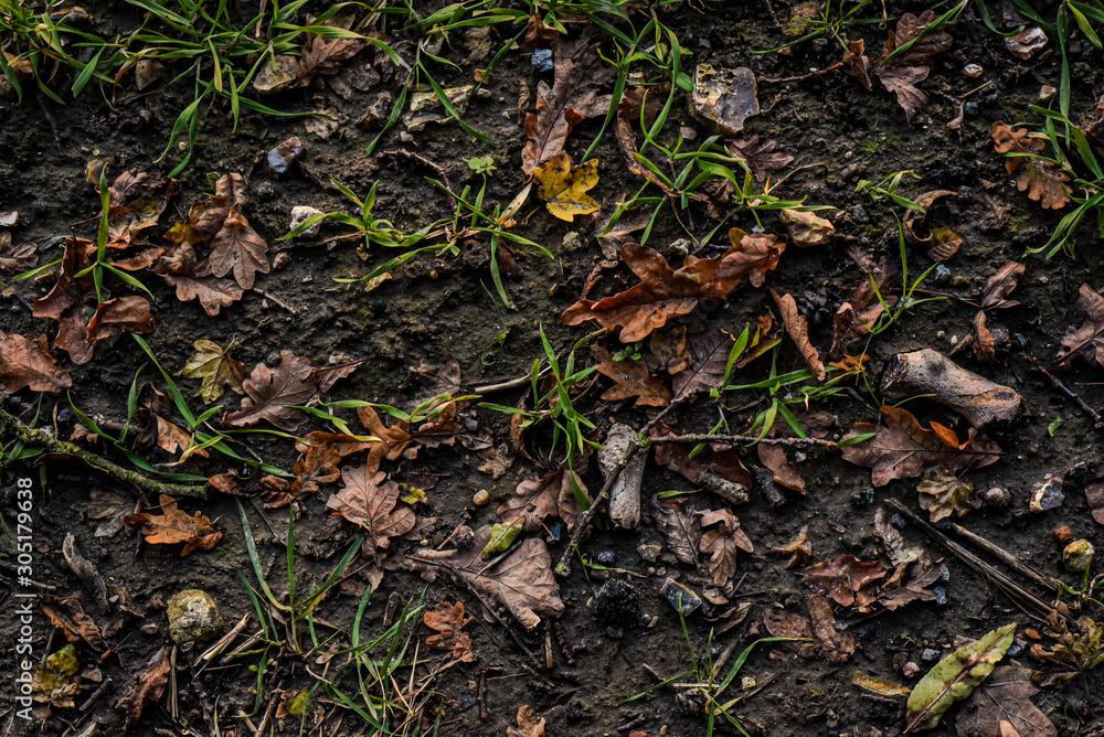 Autumnal forrest floor background texture Autumnal forrest floor background texture