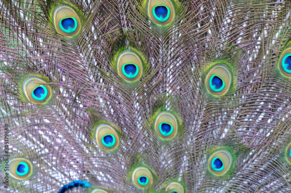 Obraz premium peacock with feathers