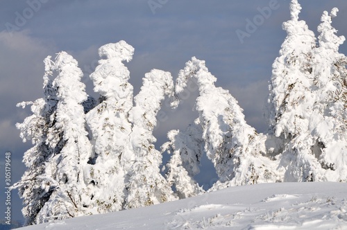 Wallpaper Mural Snow covered fir trees, winter landscape Torontodigital.ca