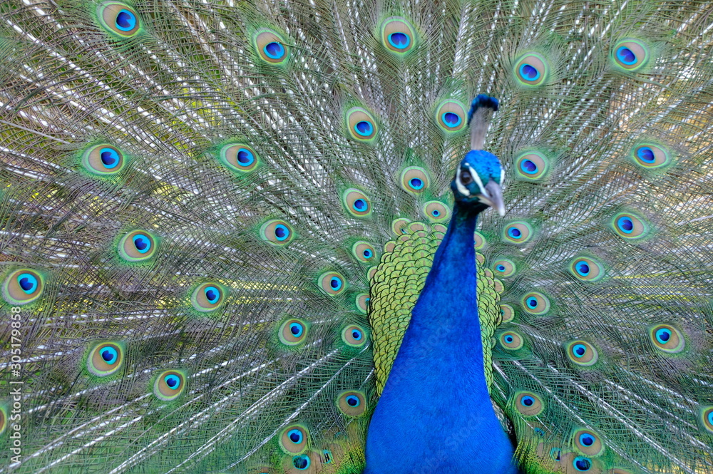 Obraz premium peacock with feathers