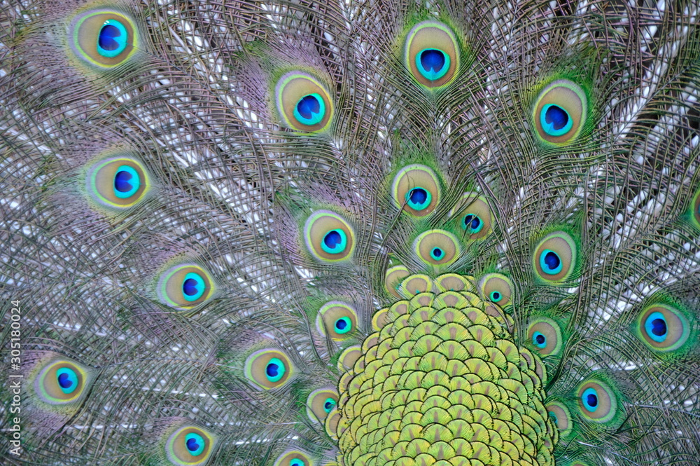 Obraz premium peacock with feathers
