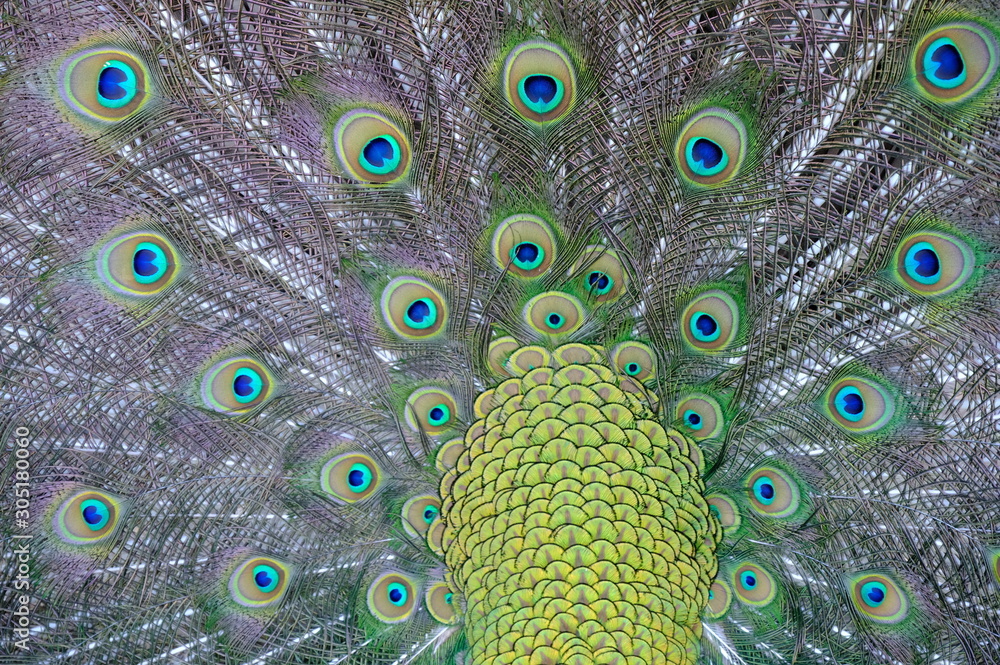 Obraz premium peacock with feathers