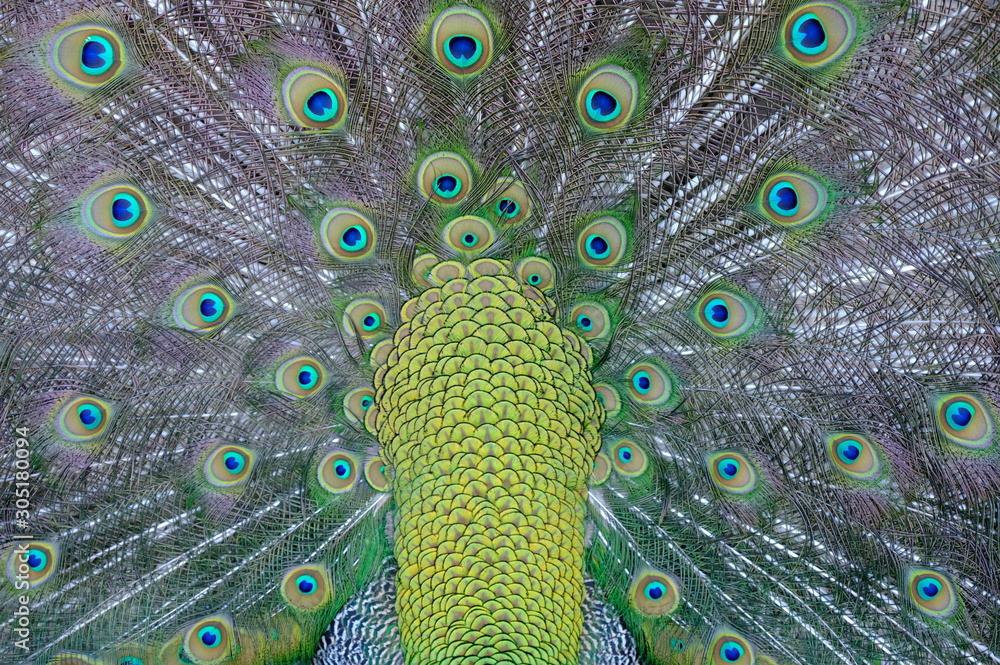 Obraz premium peacock with feathers