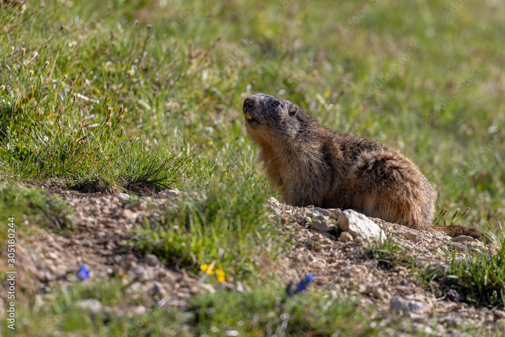 Curious groundhog next to his burrow, Vercors, France Curious groundhog next to his burrow, Vercors, France