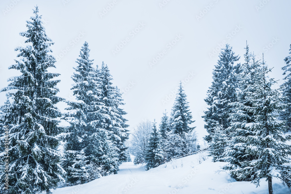 Bewitching stern panorama of tall fir trees