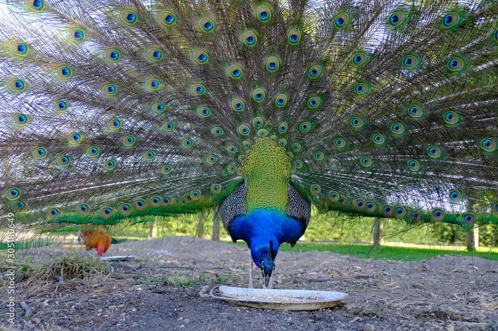 Obraz premium peacock with feathers