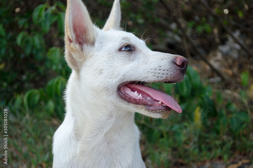 Dogs that are breathing strong because of hot weather Dogs that are breathing strong because of hot weather