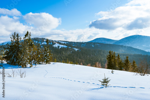 Beautiful sunny landscape of fluffy fir trees